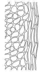 Plagiomnium novae-zelandiae, mid laminal cells adjacent to margin. Drawn from B.H. Macmillan 89/104, CHR 461943.
 Image: R.C. Wagstaff © Landcare Research 2018 